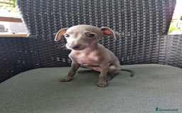 Levriero cani in vendita: Piccolo levriero italiano  a Provincia di Prato - Immagine 10