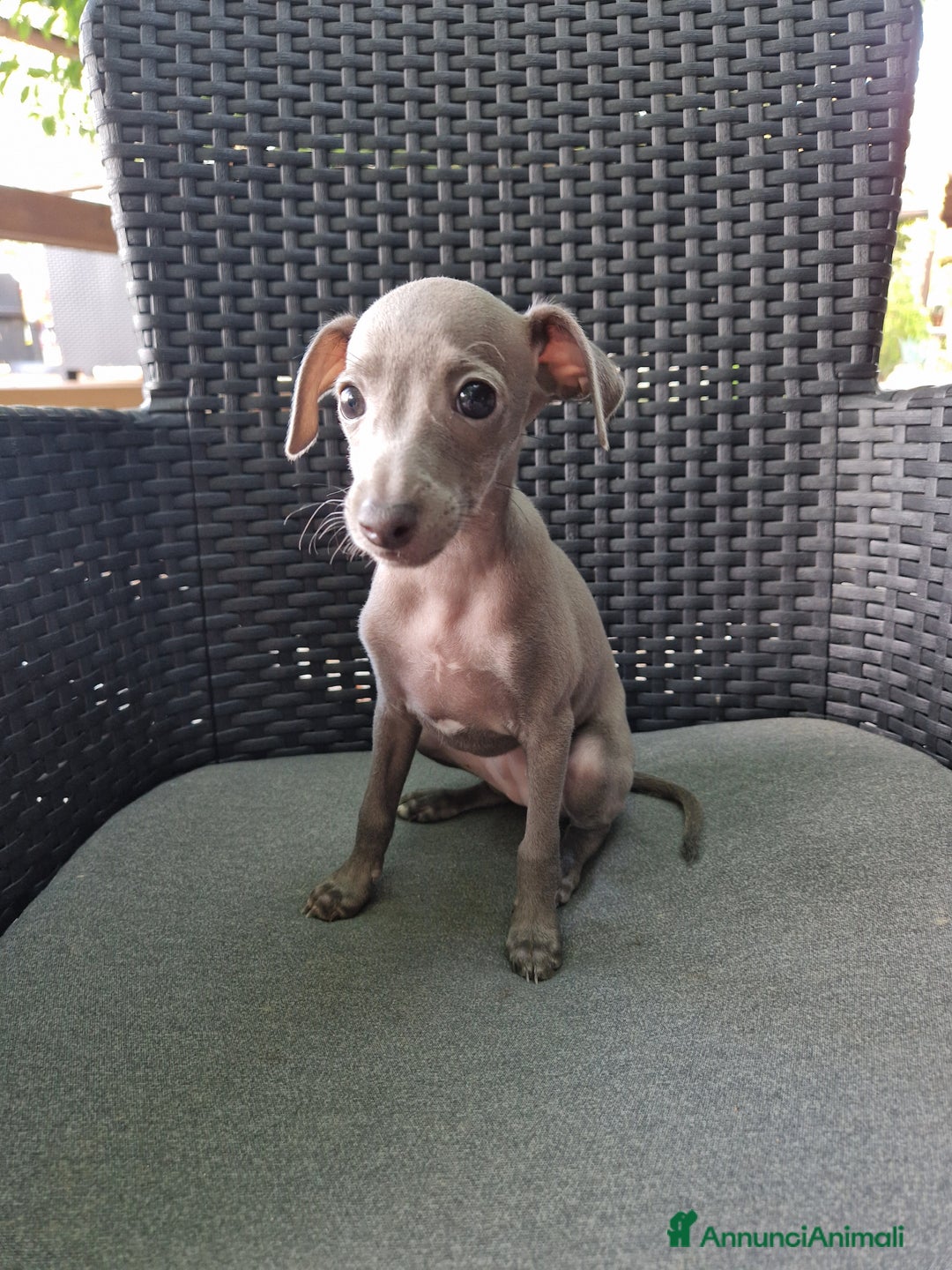 Levriero cani in vendita: Piccolo levriero italiano  a Provincia di Prato - Immagine 10
