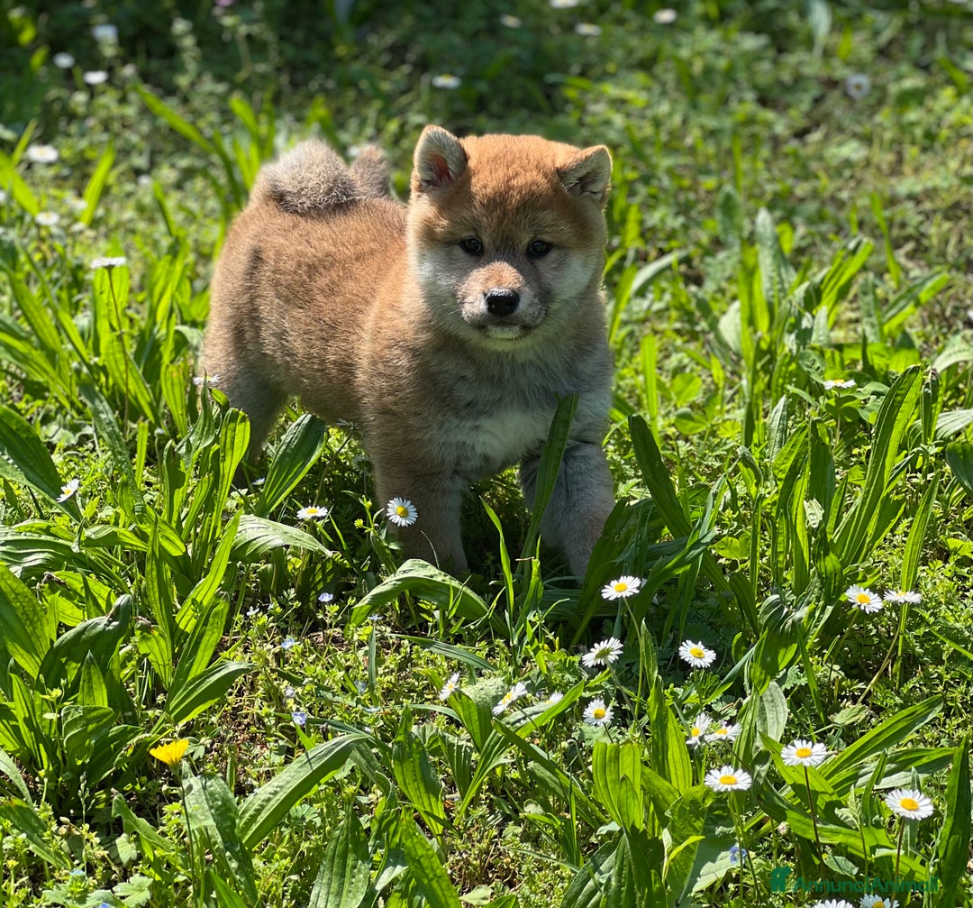 Shiba Inu cani in vendita: Shiba inu cuccioli  - Annuncio 22