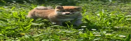 Shiba Inu cani in vendita: Shiba inu cuccioli  - Annuncio 17