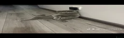 Scottish gatti in vendita: Gattini schottish  - Annuncio 2