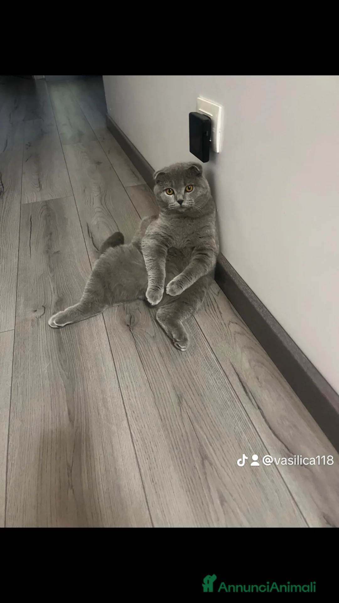 Scottish gatti in vendita: Gattini schottish  - Annuncio 2