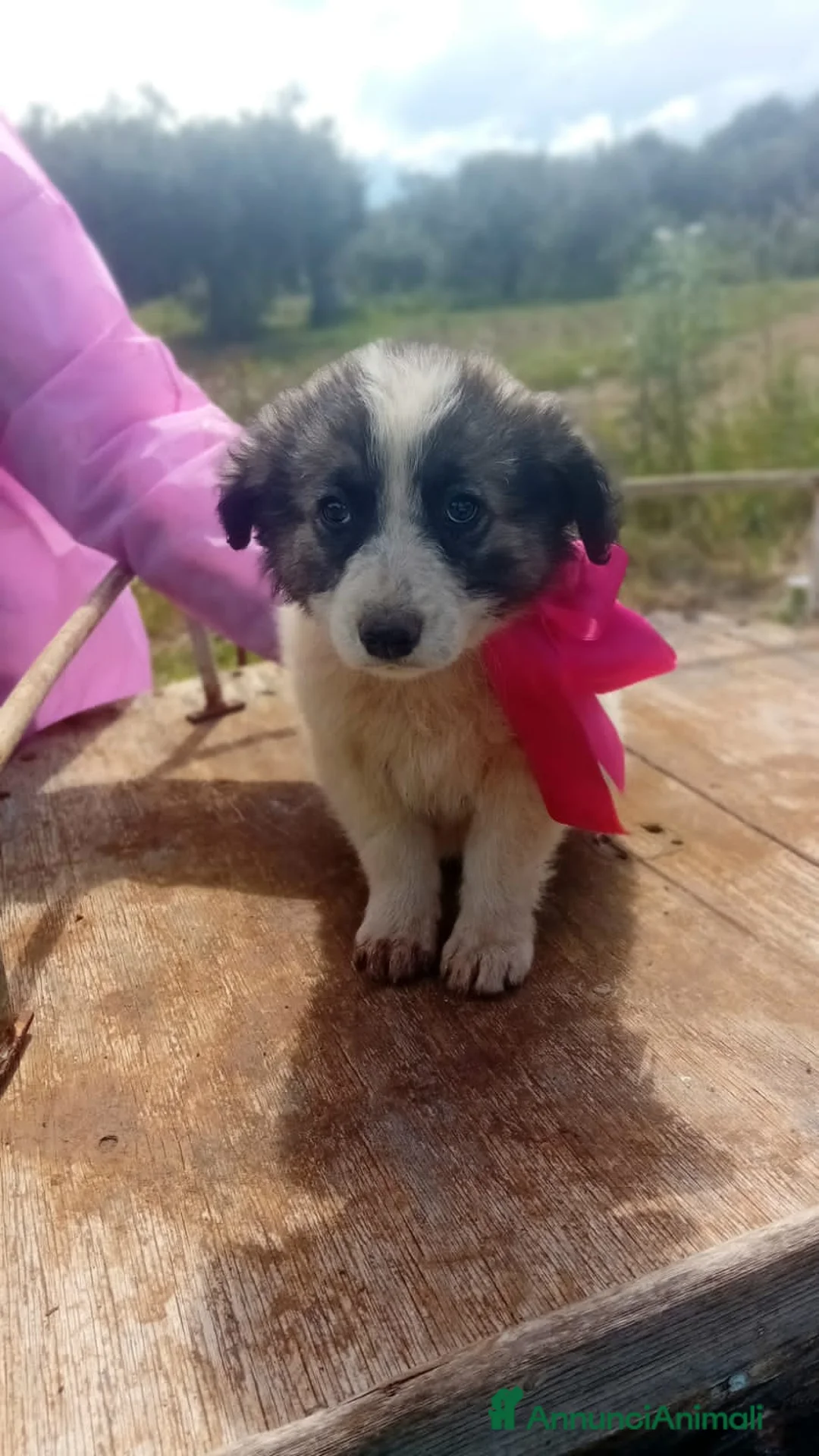 Meticcio cani in regalo: LUCREZIA, LARA, PAOLA, LINDA E LEDA - Annuncio 6