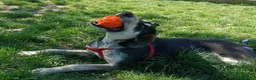 Meticcio cani in regalo: BENNY bel timidino - Annuncio 2