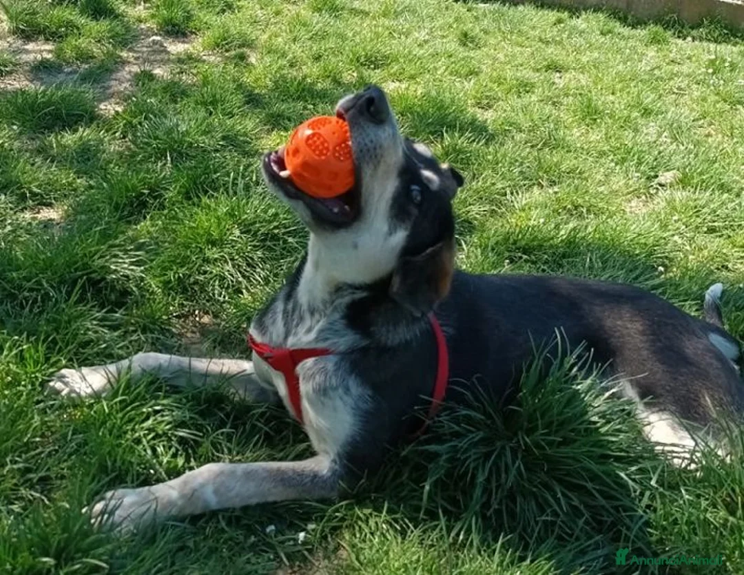 Meticcio cani in regalo: BENNY bel timidino - Annuncio 2