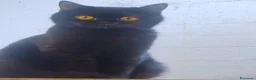 British gatti in vendita: British shorthair  - Annuncio 2