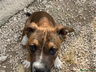 Meticcio cani MI ADOTTI? SONO CHOCO - Annuncio 24