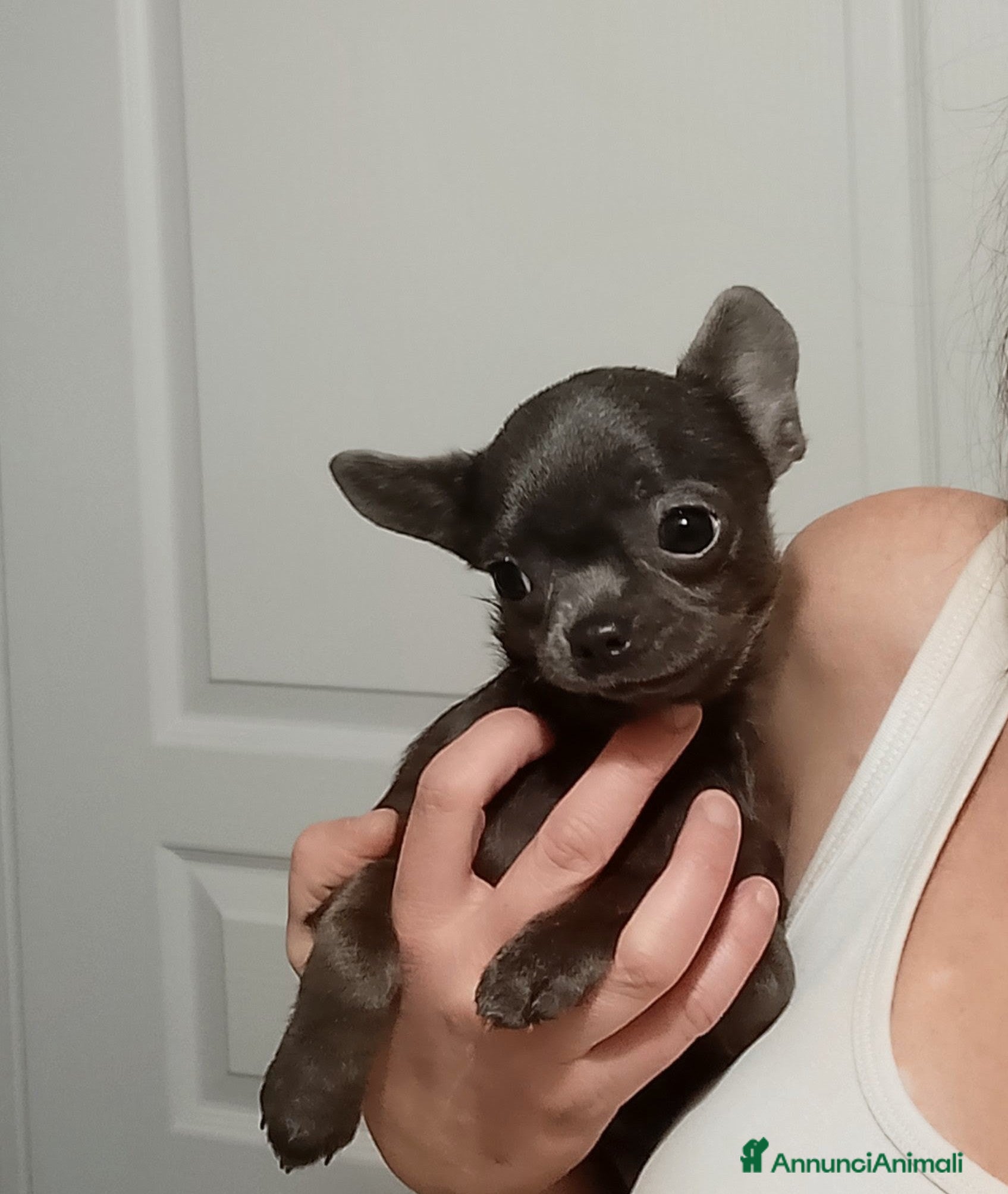 Chihuahua cani Chihuahua pedigree ENCI  - Annuncio 7