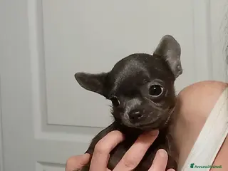 Chihuahua cani Chihuahua pedigree ENCI - Annuncio 2