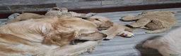 Golden Retriever cani in vendita: Cuccioli golden retriever linea inglese pedigree - Annuncio 3