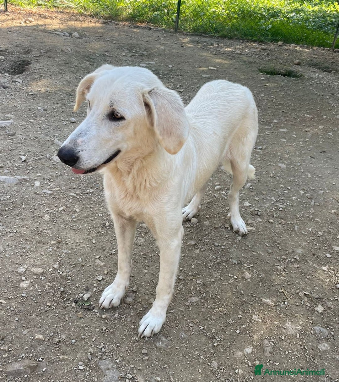 Meticcio cani in regalo: SIAMO BUONISSIMI : CI ADOTTATE? - Annuncio 4