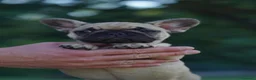 Bulldog Francese cani in vendita: Meravigliosi Cuccioli di Bulldog Francese Fulvi a Provincia di Piacenza - Annuncio 5