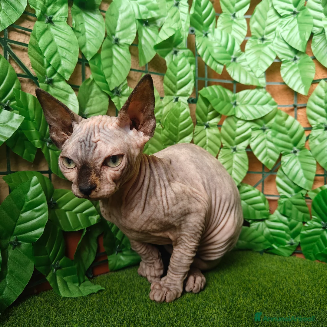 Sphynx gatti in vendita: Cucciola di Canadian Sphynx - Annuncio 7