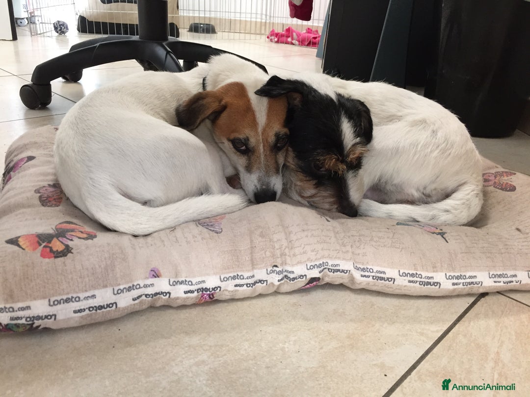 Immagine della galleria {{count}}