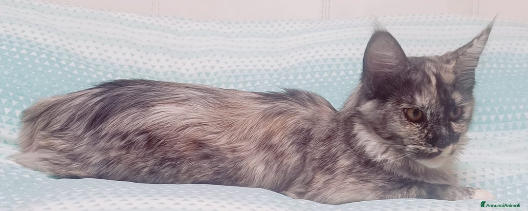 Maine Coon gatti in vendita: Cucciola Maine Coon Pedigree ANFI - Annuncio 15