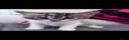 Meticcio gatti in regalo: Maya&Chloe CERCANO CASA❗️🧡🖤🐾 a Città Metropolitana di Firenze - Annuncio 3