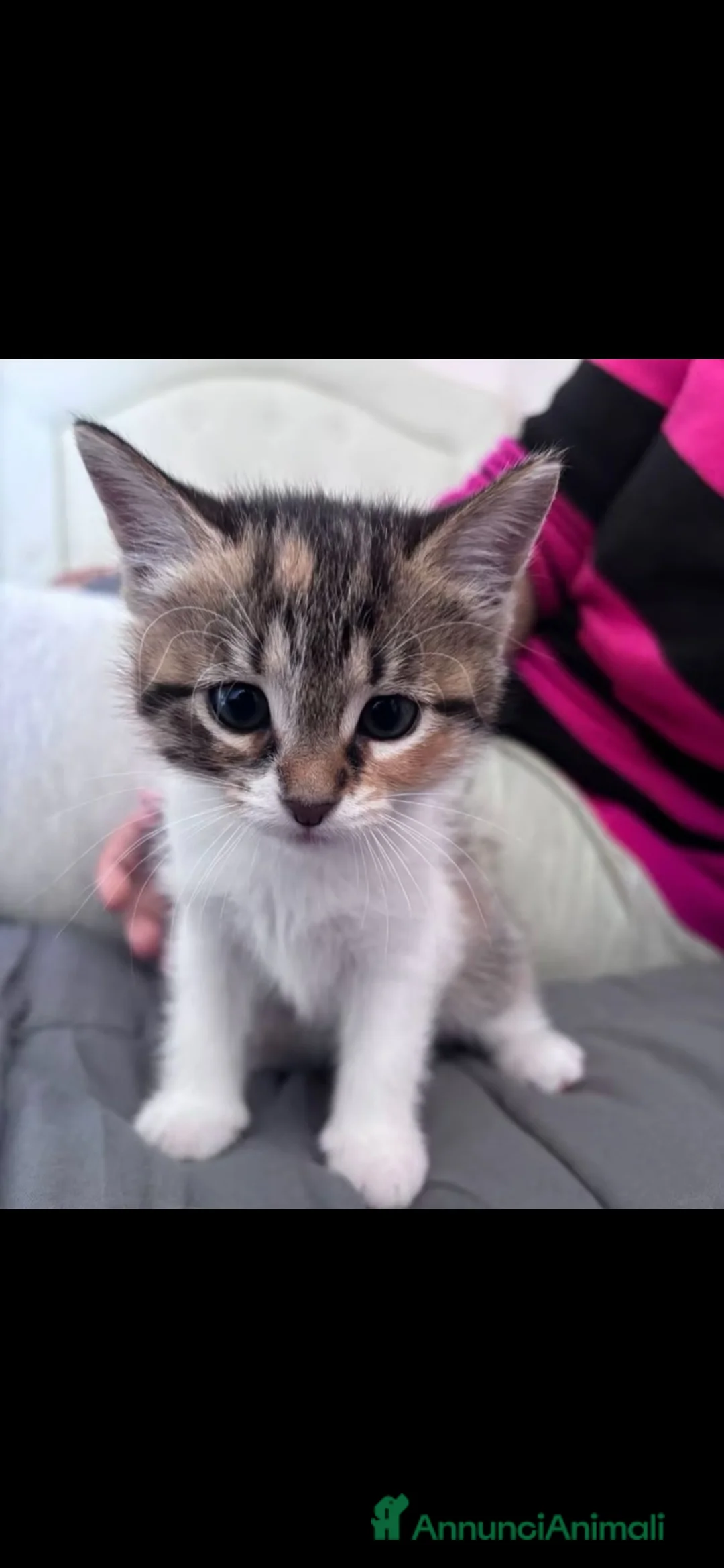 Meticcio gatti in regalo: Maya&Chloe CERCANO CASA❗️🧡🖤🐾 a Città Metropolitana di Firenze - Annuncio 3