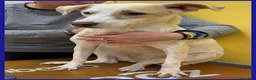 Meticcio cani in regalo: CALU' timidina tg media a Città Metropolitana di Torino - Annuncio 3