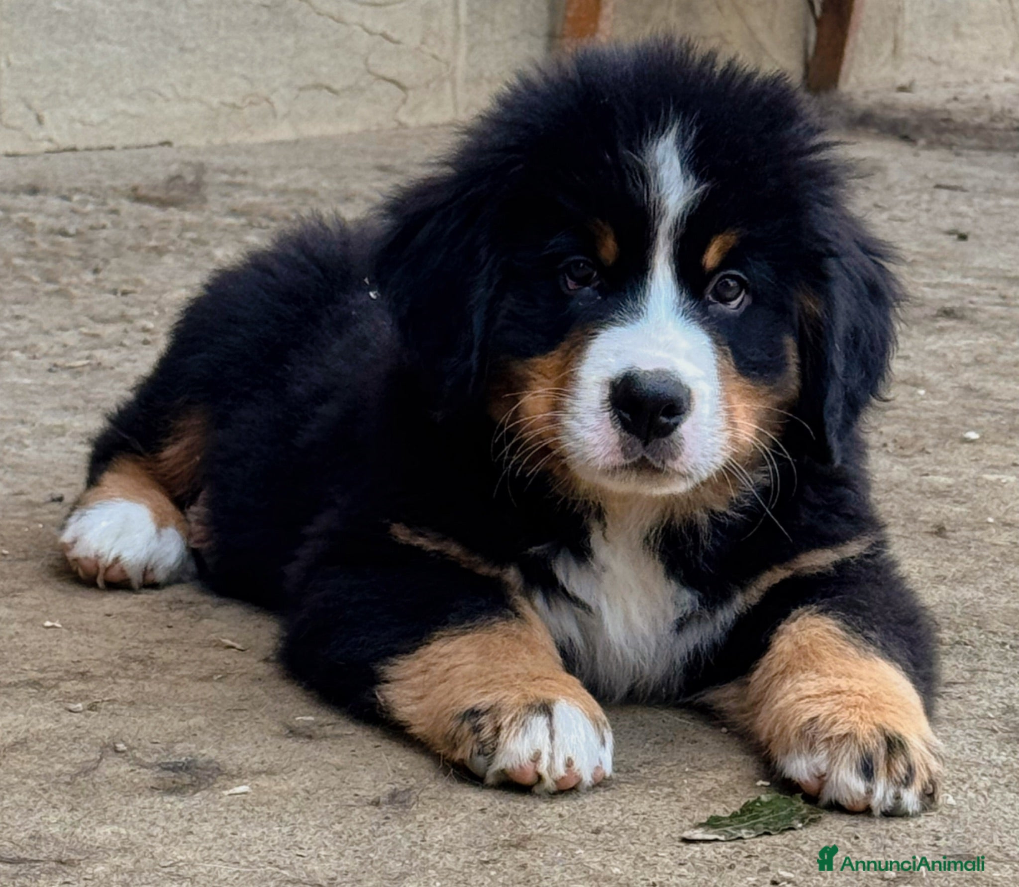 Bovaro del Bernese cani Ultimo maschio disponibile Bovaro del Bernese - Annuncio 1