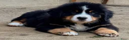 Bovaro del Bernese cani in vendita: Ultimo maschio disponibile Bovaro del Bernese - Annuncio 1