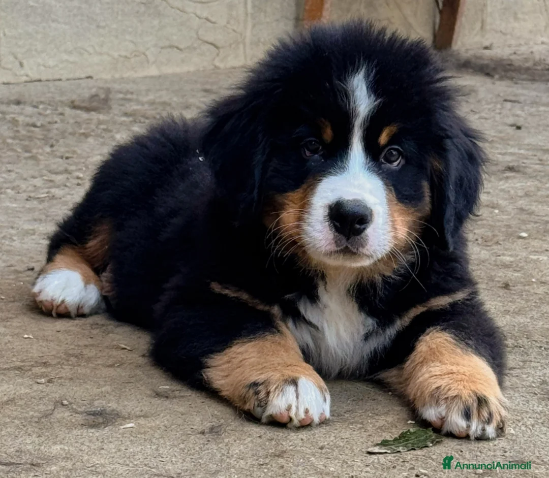 Bovaro del Bernese cani in vendita: Ultimo maschio disponibile Bovaro del Bernese - Annuncio 1