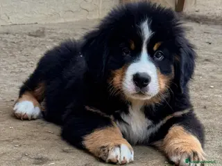 Bovaro del Bernese cani Ultimo maschio disponibile Bovaro del Bernese - Annuncio 1