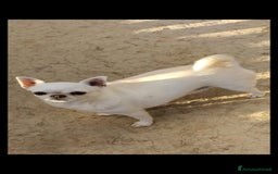 Chihuahua cani in vendita: Chihuahua femmina  a Città metropolitana di Roma Capitale - Immagine 4