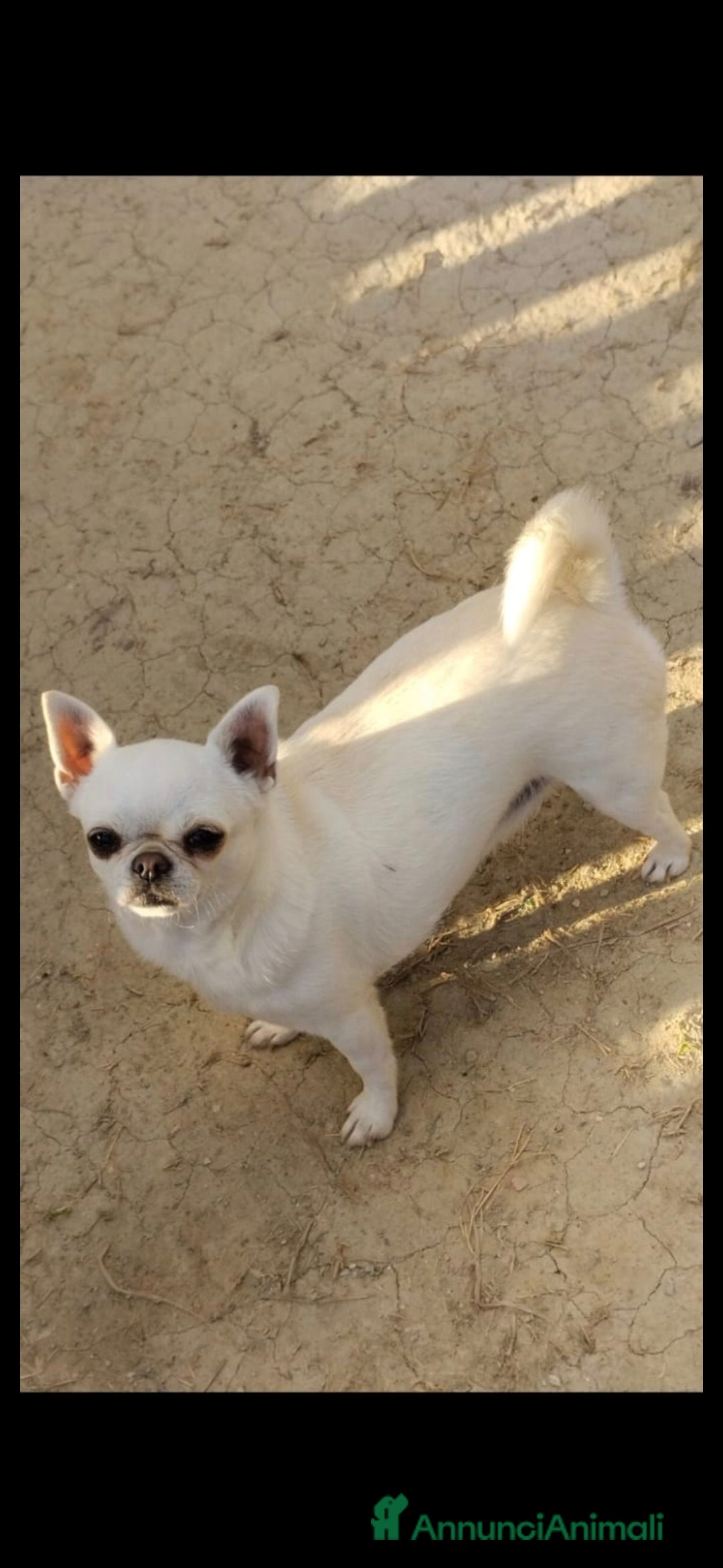 Chihuahua cani in vendita: Chihuahua femmina  a Città metropolitana di Roma Capitale - Immagine 4