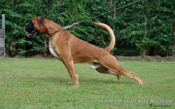 Boxer cani in vendita: BOXER CUCCIOLI DISPONIBILI - Annuncio 7