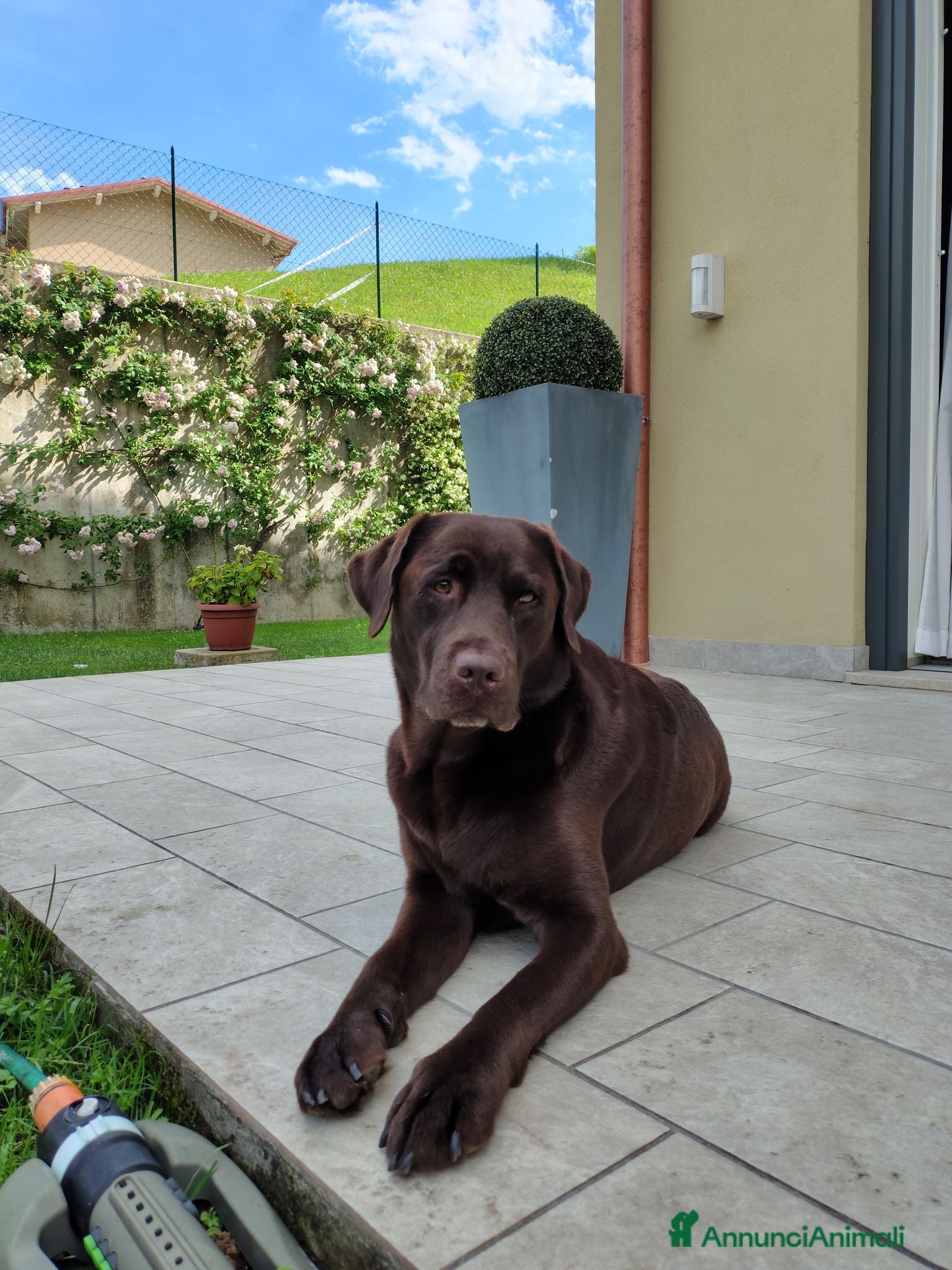 Labrador cani Labrador Retriever Cioccolato  - Annuncio 1