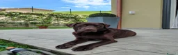 Labrador cani in vendita: Labrador Retriever Cioccolato  a Provincia di Brescia - Annuncio 1