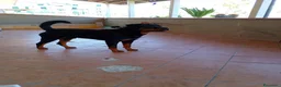 Rottweiler cani in vendita: Vendo ultime 2 cucciole di Rottweiler  - Annuncio 9