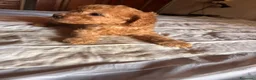 Barboncino Toy cani in vendita: Cuccioli di Barboncino toy - Annuncio 7