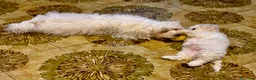 Maltese cani in vendita: Cane Maltese - Annuncio 4