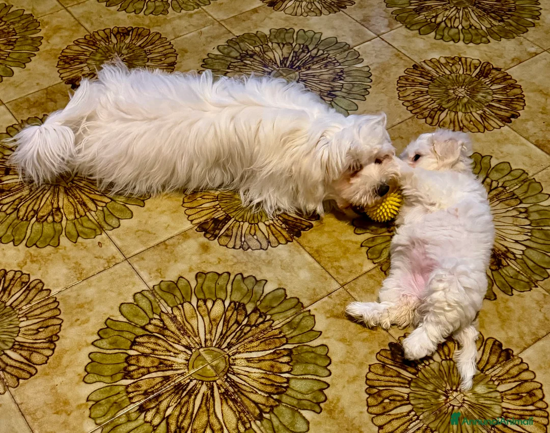 Maltese cani in vendita: Cane Maltese - Annuncio 4