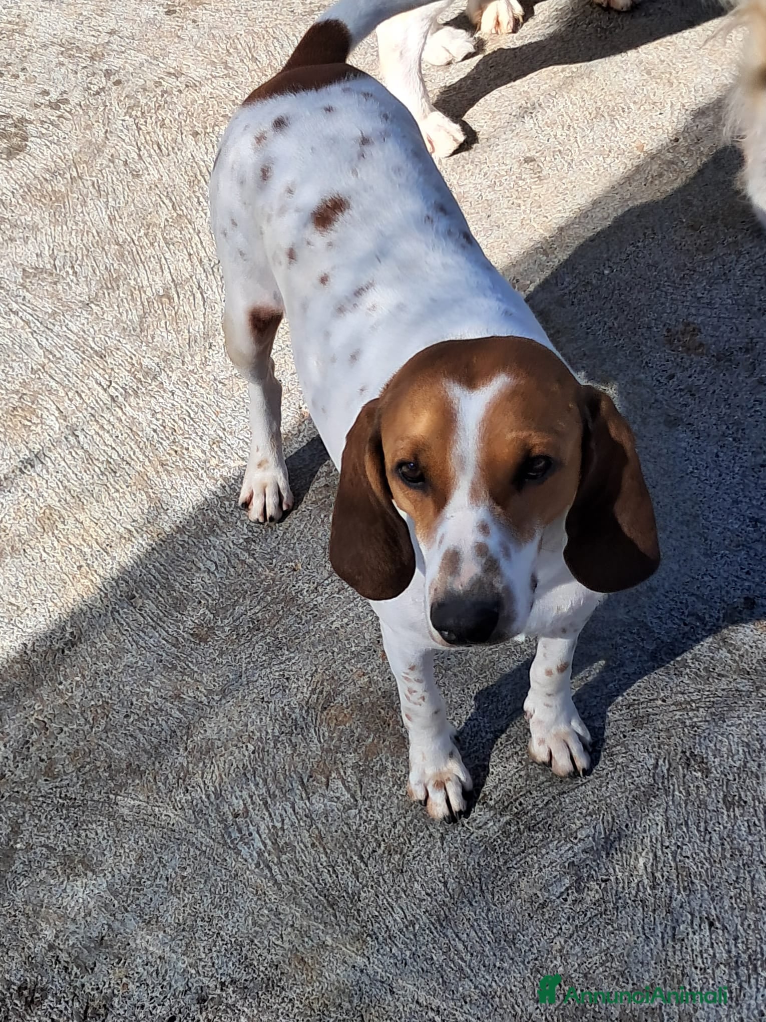 Altre razze cani spike  - Annuncio 1