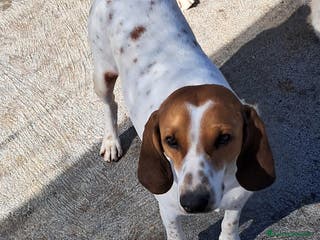 Altre razze cani spike - Annuncio 42