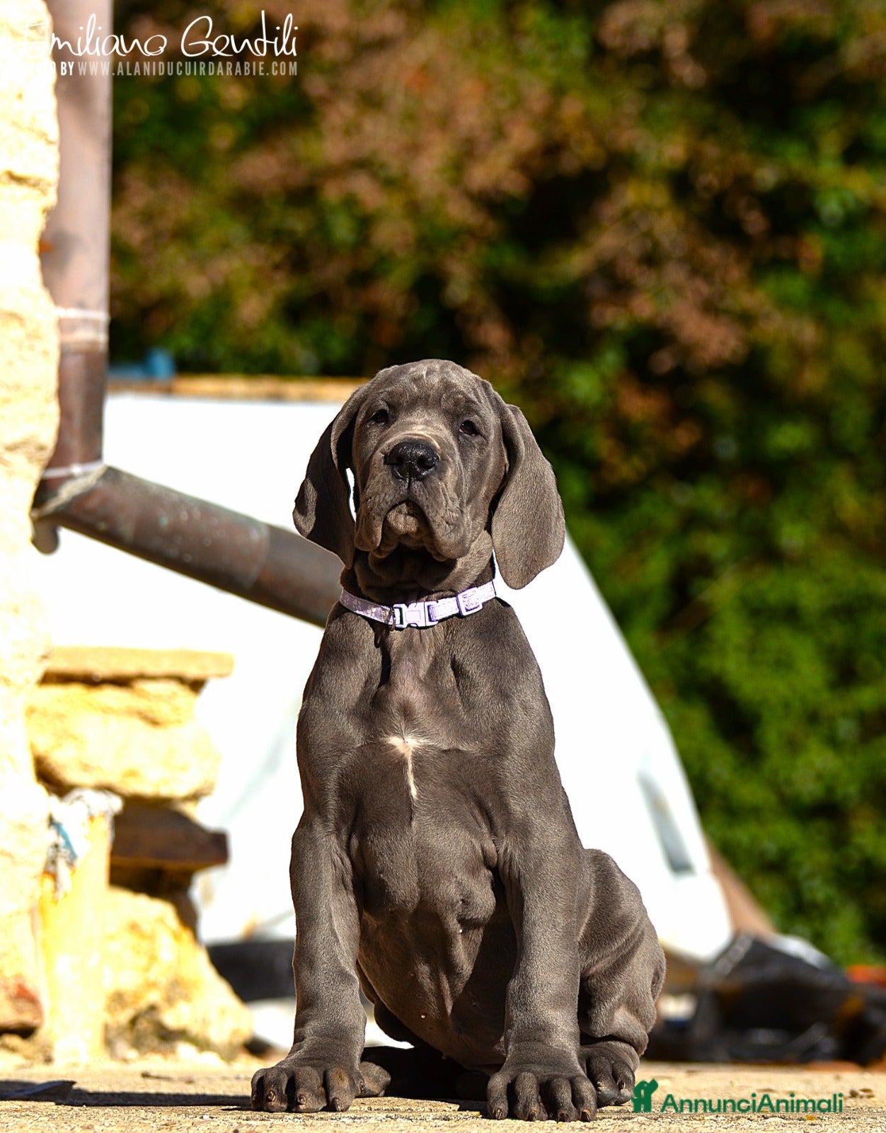 Alano cani Cucciola Alano femmina blu - Annuncio 2