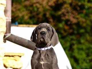 Alano cani Cucciola Alano femmina blu - Annuncio 2