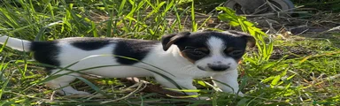 Jack Russell Cucciolo 4