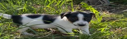 Jack Russell cani in vendita: Vendo quattro cuccioli di Jack Russell - Annuncio 5