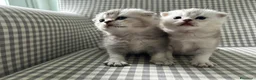 Scottish gatti in vendita: Cedesi bellissimi gattini SCOTTISH FOLD a Provincia della Spezia - Annuncio 2