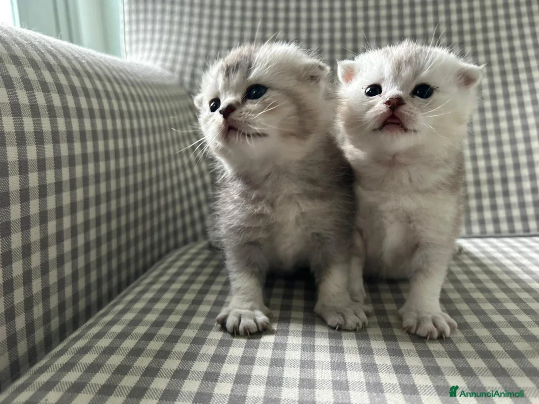 Scottish gatti in vendita: Cedesi bellissimi gattini SCOTTISH FOLD a Provincia della Spezia - Annuncio 2