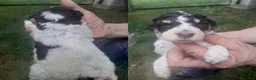Lagotto cani in vendita: Lagotto romagnolo cuccioli - Annuncio 3