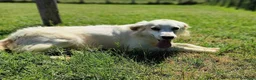 Breton cani in regalo: Dolce Fish, piccolo bretoncino/golden - Annuncio 5