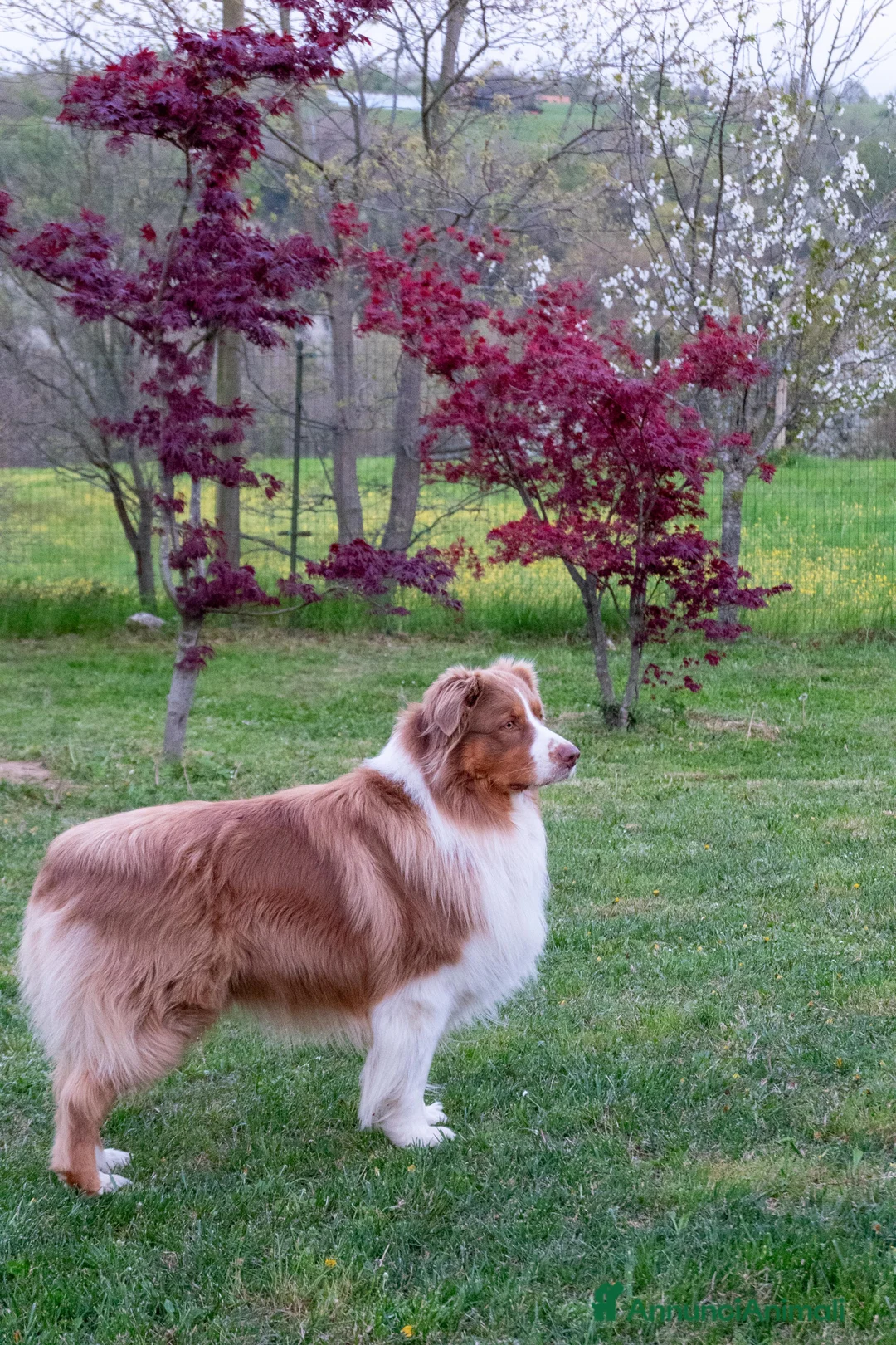 Australian Shepherd cani per accoppiamento: Maschio Pastore Australiano disponibile per monta - Annuncio 3