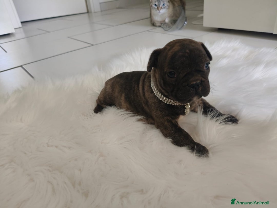 Bulldog Francese cani in vendita: Ultimi 2 cuccioli di bulldog francese  a Città metropolitana di Catania - Immagine 4