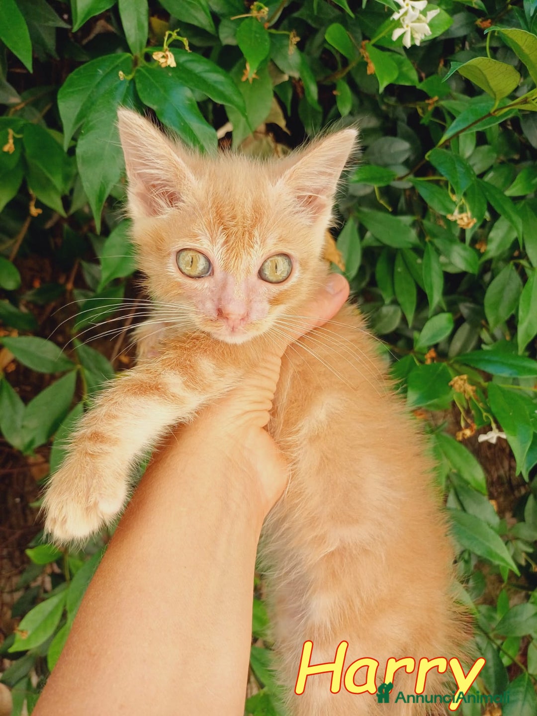 Europeo gatti in regalo:  Harry , un mese e mezzo di pura dolcezza! a Città metropolitana di Roma Capitale - Immagine 3
