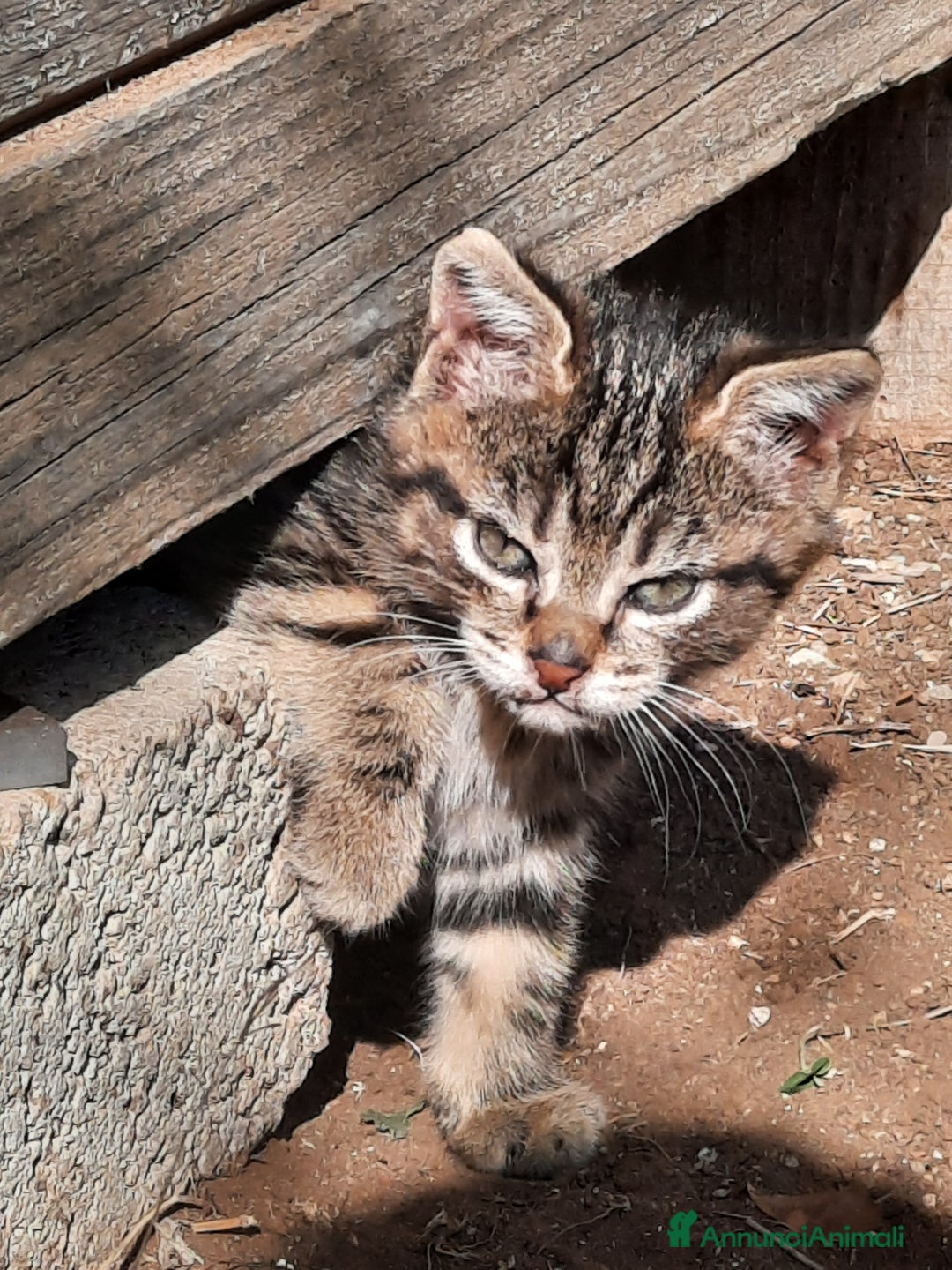 Europeo gatti in regalo: Gattini adorabili - Annuncio 2