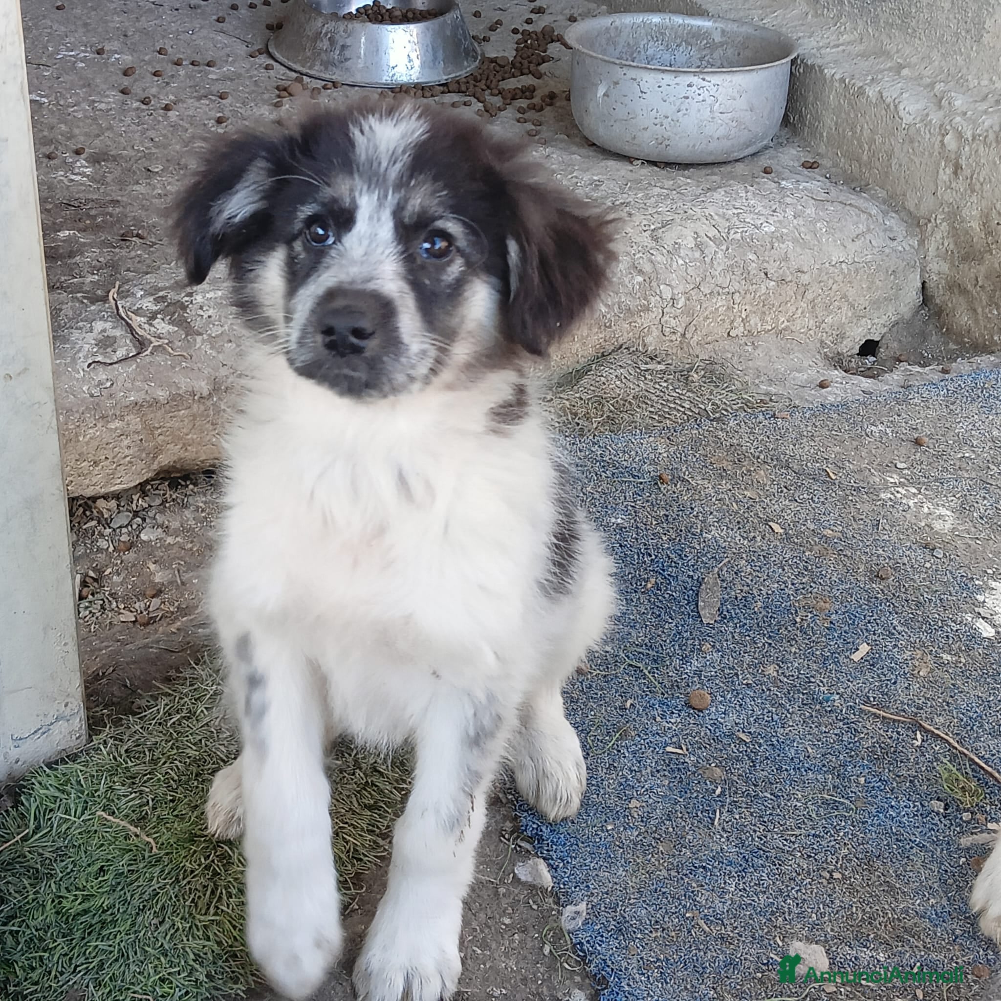 Meticcio cani  POIS - Annuncio 29